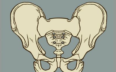 LA TEORÍA DE LA PELVIS